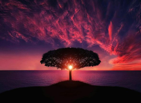 linktree like websites