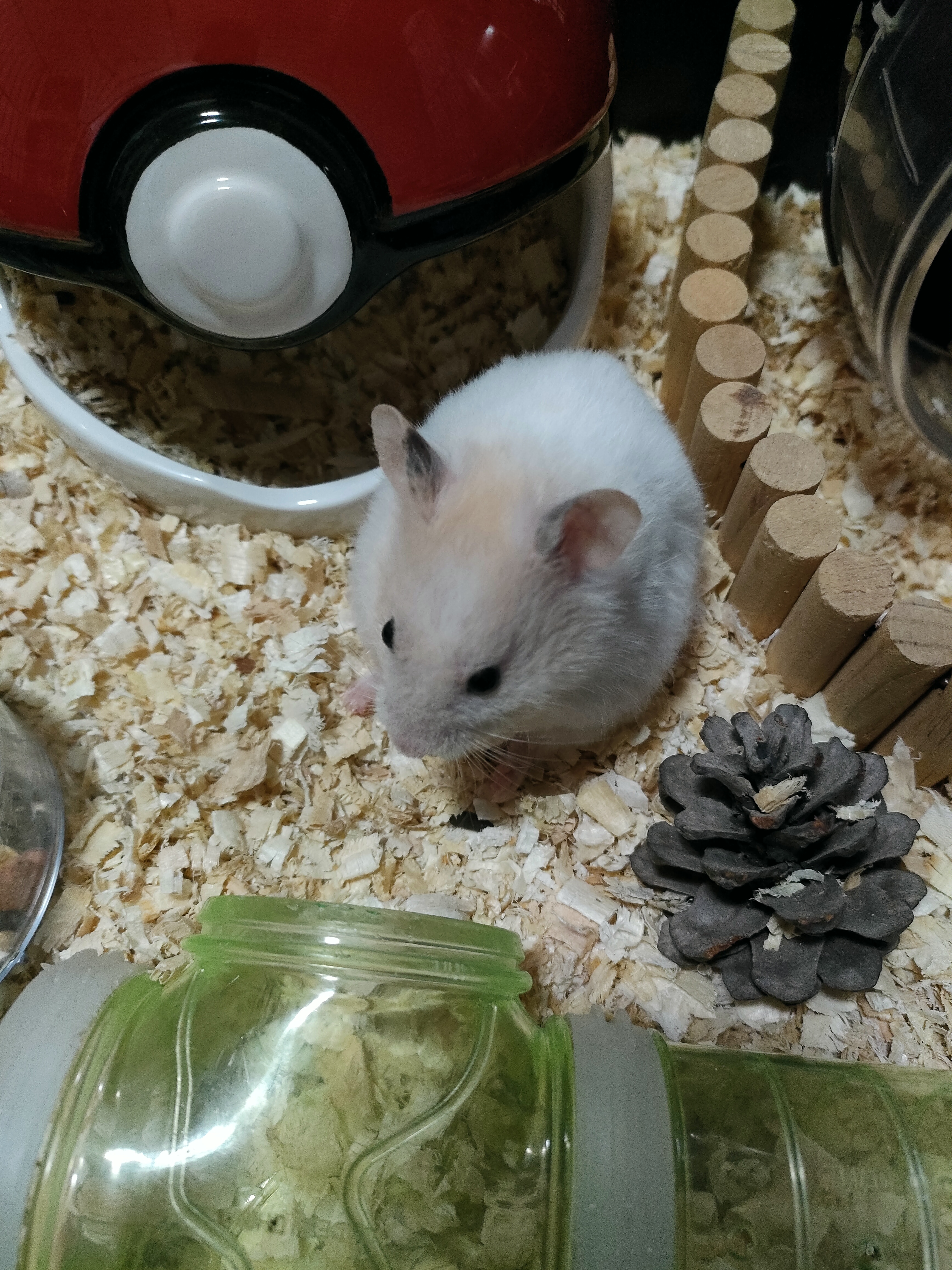 Link