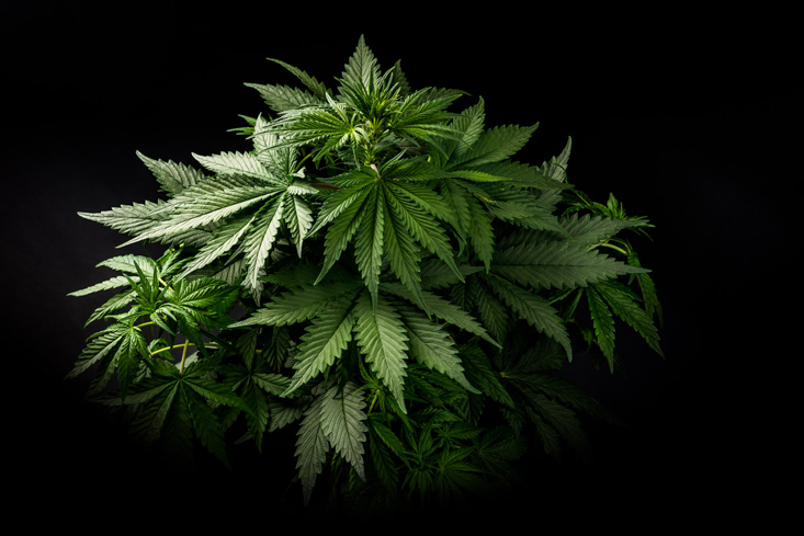 buy weed darwin