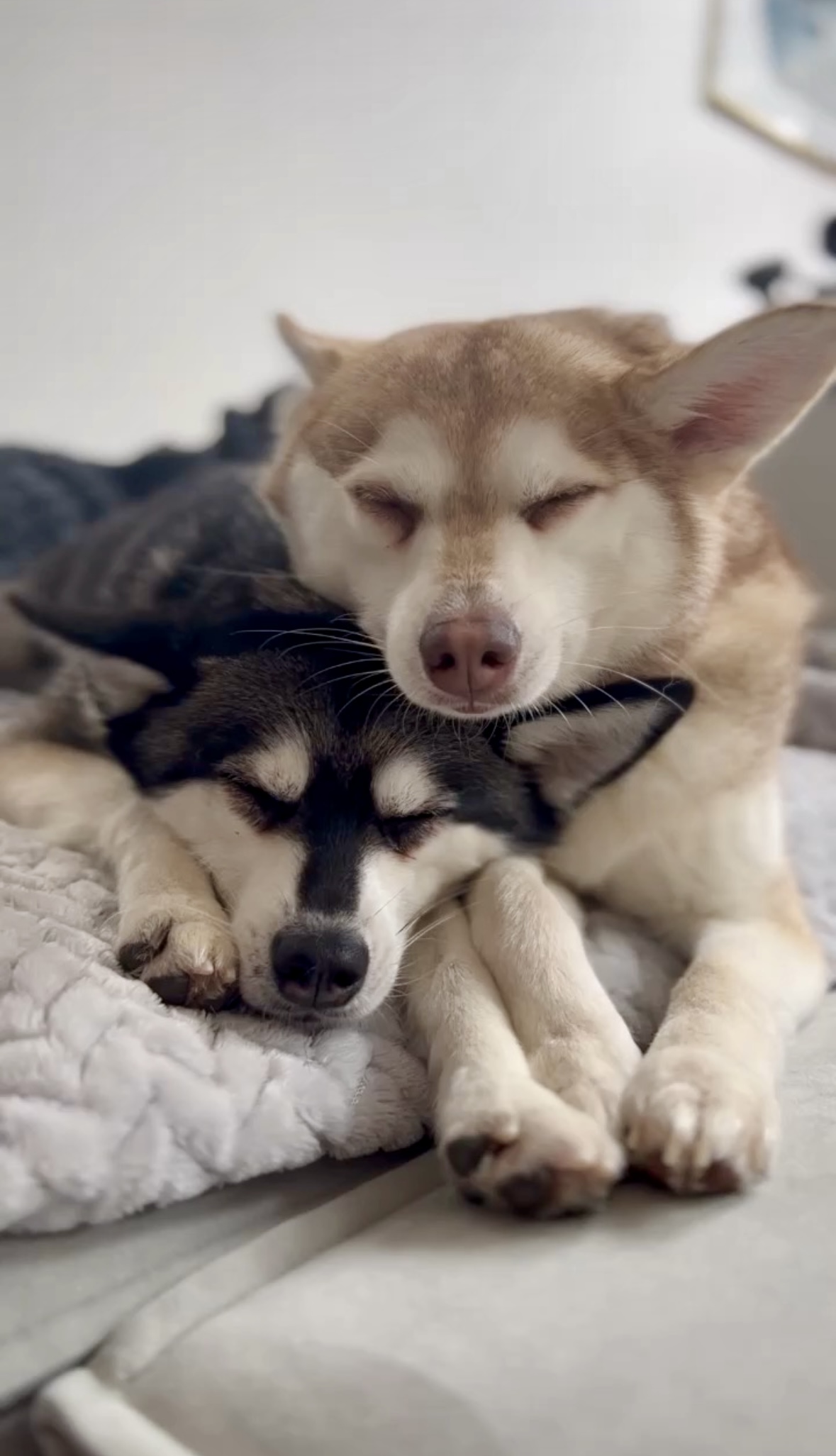 Lifewithkleekai 