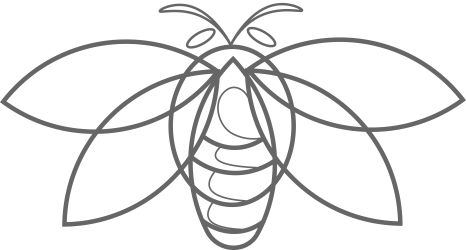 Grey Cicada